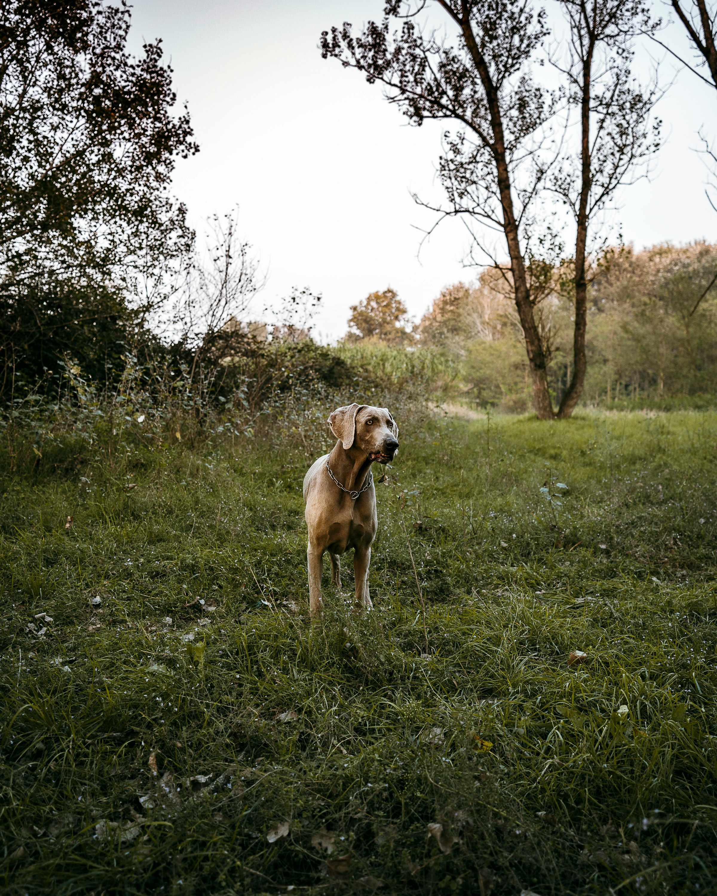 brown short coated dog on green grass field during daytime